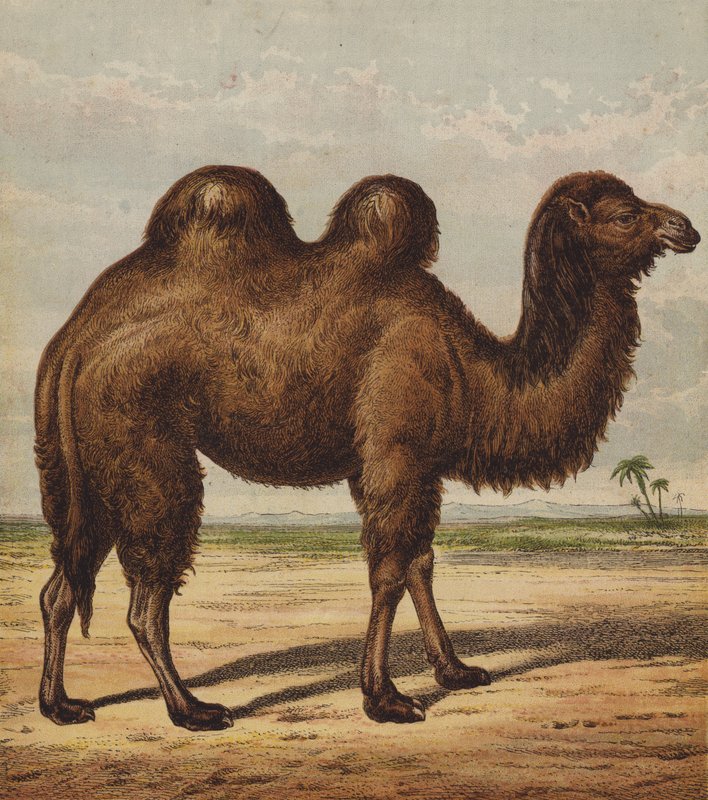 Camel (kolor lito) autorstwa English School