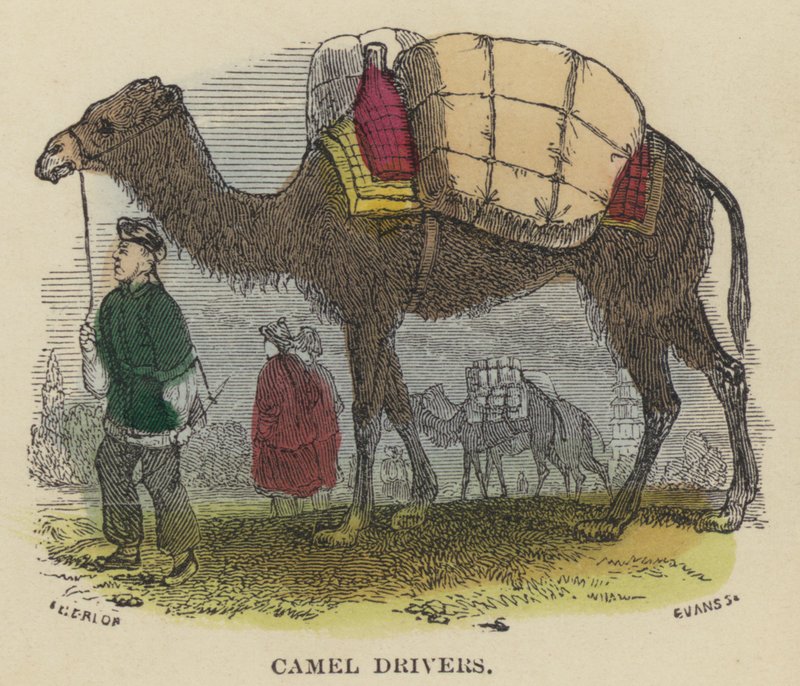 Camel Drivers (kolorowy grawer) autorstwa English School
