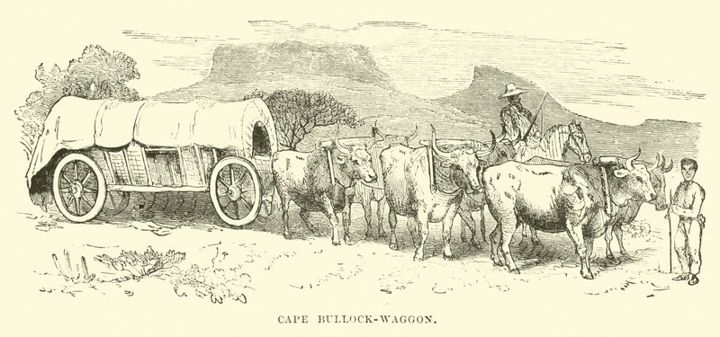 Cape Bullock-wagon autorstwa English School