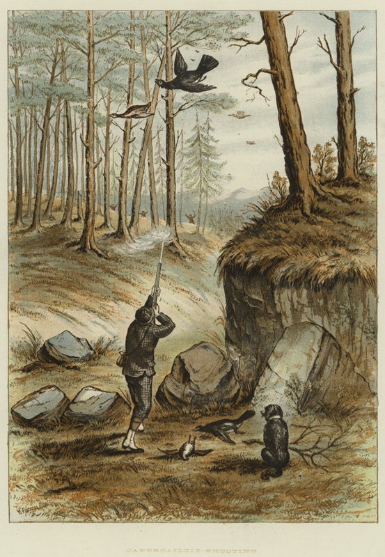 Capercailzie-Shooting (chromolitho) autorstwa English School