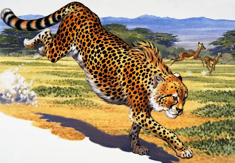 gepard autorstwa English School