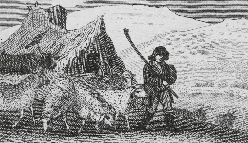 Pasterze Cheviot (grawerunek) autorstwa English School