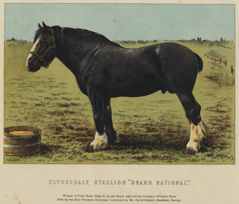 Clydesdale Ogier "Grand National" (kolor lito) autorstwa English School