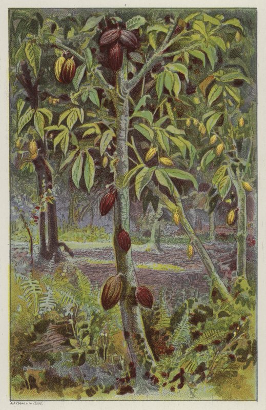Plantacja kakao, Trynidad (chromolitho) autorstwa English School