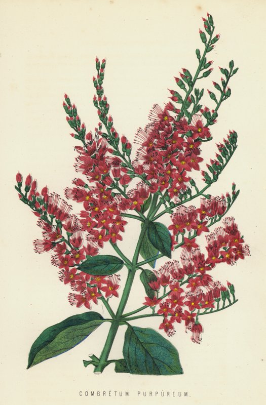 Combretum Purpureum autorstwa English School