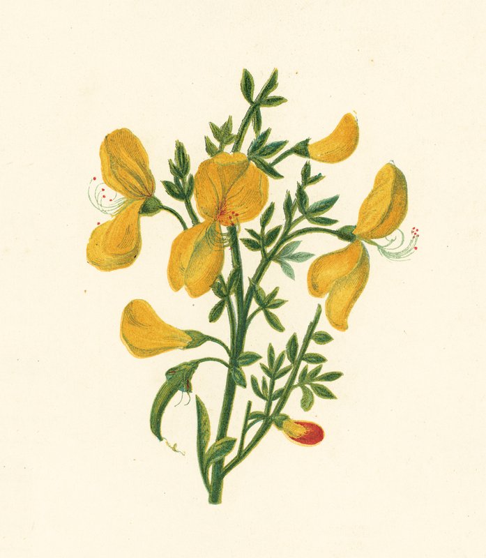 Miotła zwyczajna, Cytisus Scoparius (kolor lito) autorstwa English School