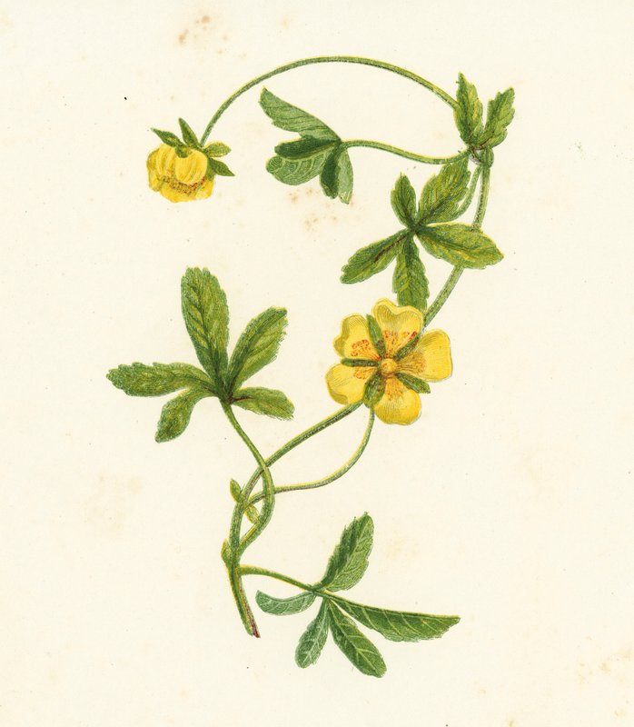 Pięciornik rozłogowy, Potentilla Reptans (kolorowa litografia) autorstwa English School