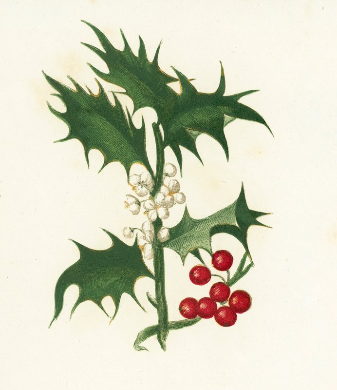 Ostrokrzew pospolity, Ilex Aquifolium autorstwa English School