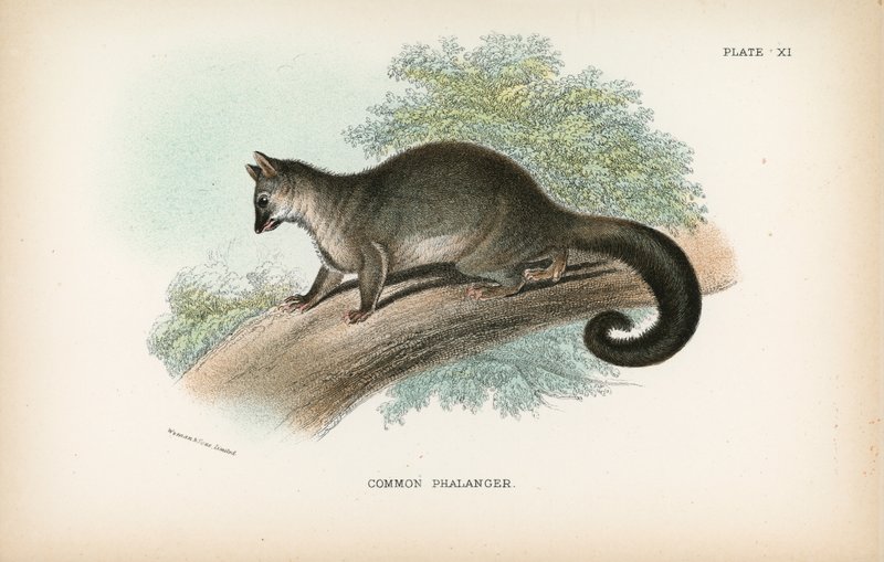 Phalanger Common autorstwa English School