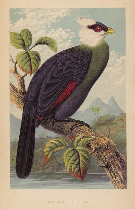 Corythaix Leucolopha (litho) autorstwa English School