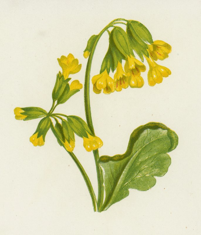 Cowslip, Spring Primula (kolor lito) autorstwa English School