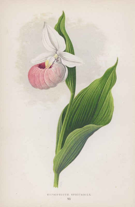 Cypripedium Spectabile (kolor lito) autorstwa English School
