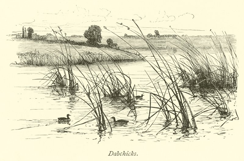 Dabchicks autorstwa English School
