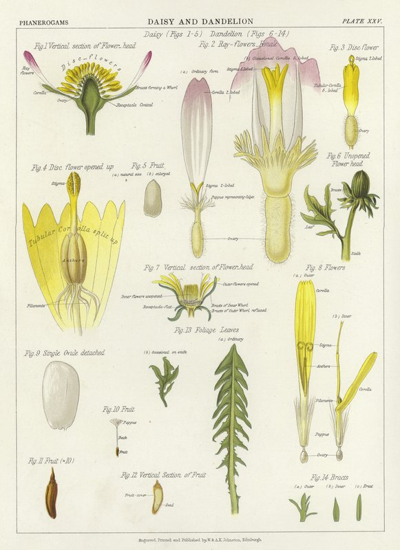 Daisy i Dandelion autorstwa English School