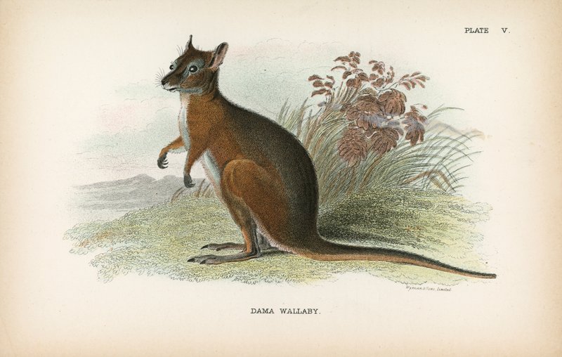 Dama Wallaby autorstwa English School