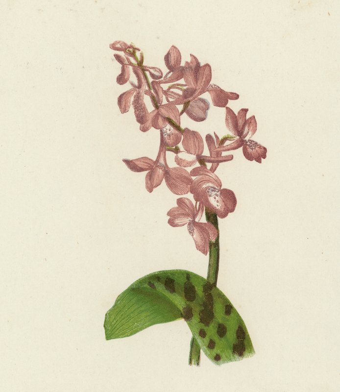 Storczyk wczesny purpurowy, Orchis Mascula (kolorowa litografia) autorstwa English School