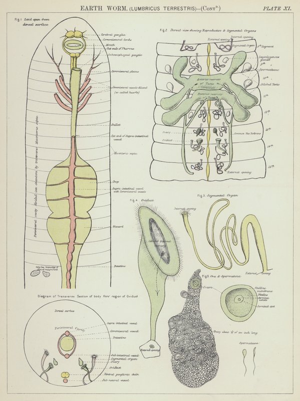 Dżdżownica ziemna, Lumbricus Terrestris (kolorowa litografia) autorstwa English School