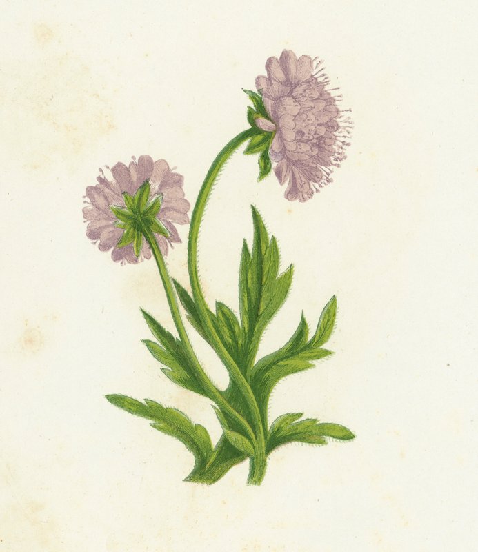 Polna Knautia, Knautia Arvensis autorstwa English School