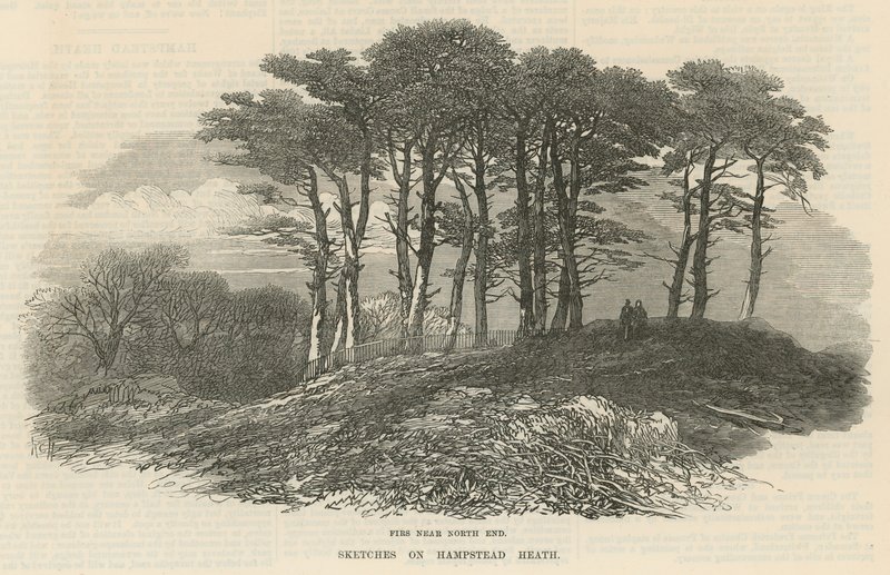Jodły w pobliżu północnego krańca, Hampstead Heath autorstwa English School