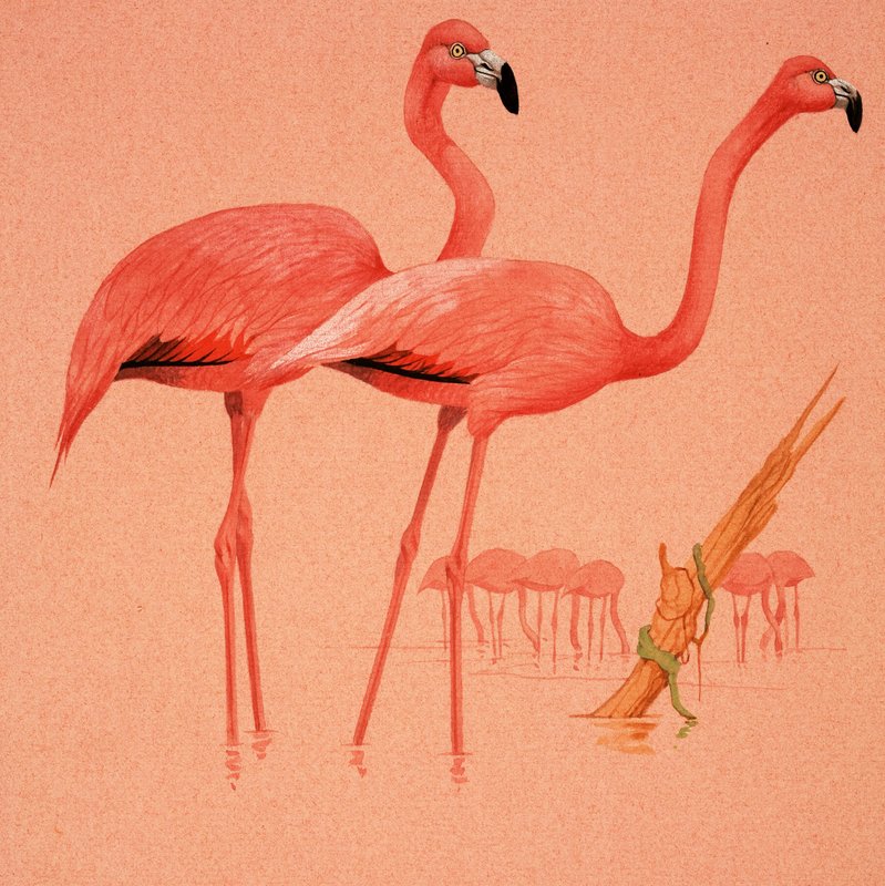 Flamingi autorstwa English School