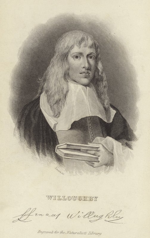 Franciszek Willughby autorstwa English School