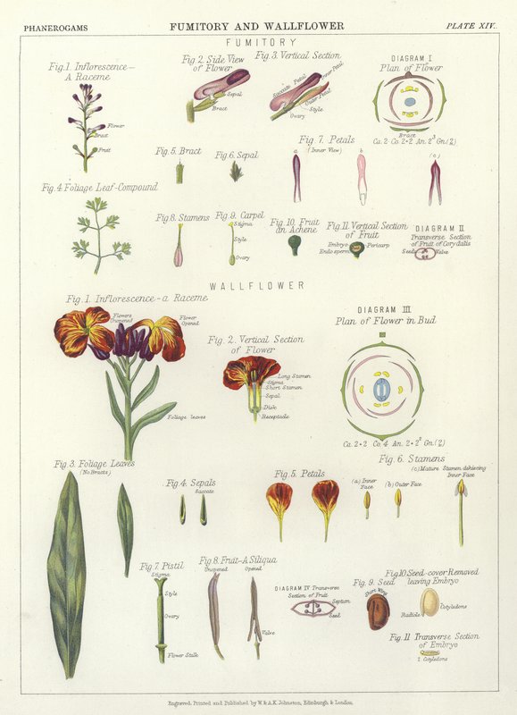 Fumitory i Wallflower autorstwa English School
