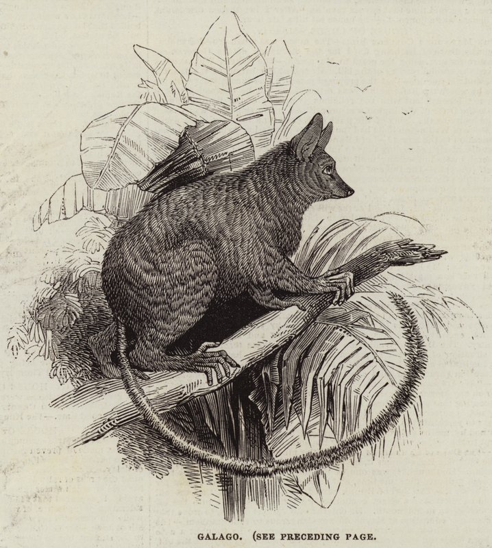 Galago (grawerowanie) autorstwa English School