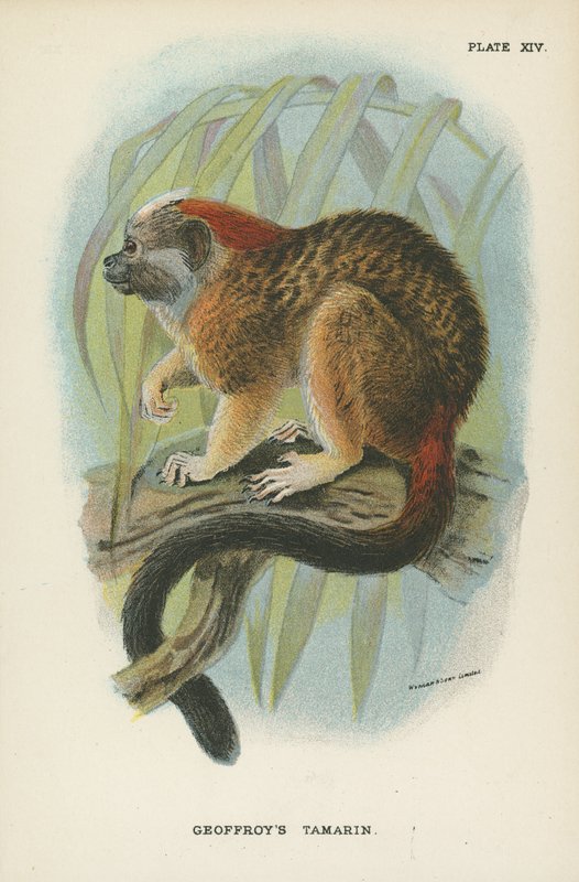 Geoffroys Tamarin autorstwa English School