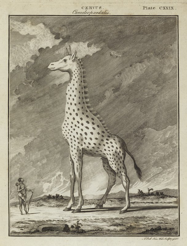 Żyrafa (Cervus camelopardalis) autorstwa English School