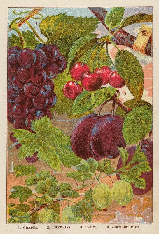 Winogrona; Wiśnie; Śliwki; Agrest (kolor lito) autorstwa English School