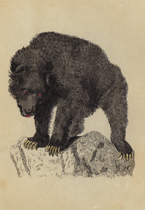 Grisly Bear (kolorowa litografia) autorstwa English School