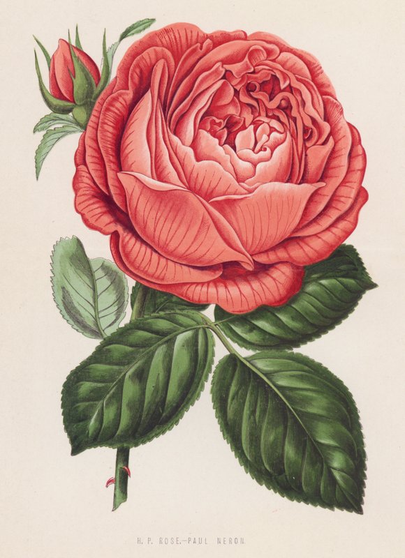 HP Rose, Paul Neron (kolor lito) autorstwa English School