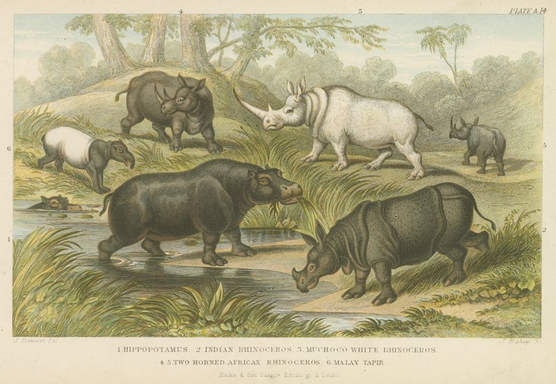Hipopotam, nosorożec i tapir (kolorowy grawerunek) autorstwa English School
