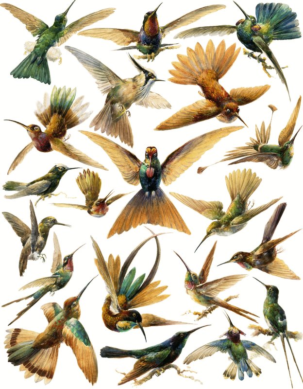 Kolibry autorstwa English School