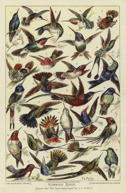 Kolibry autorstwa English School