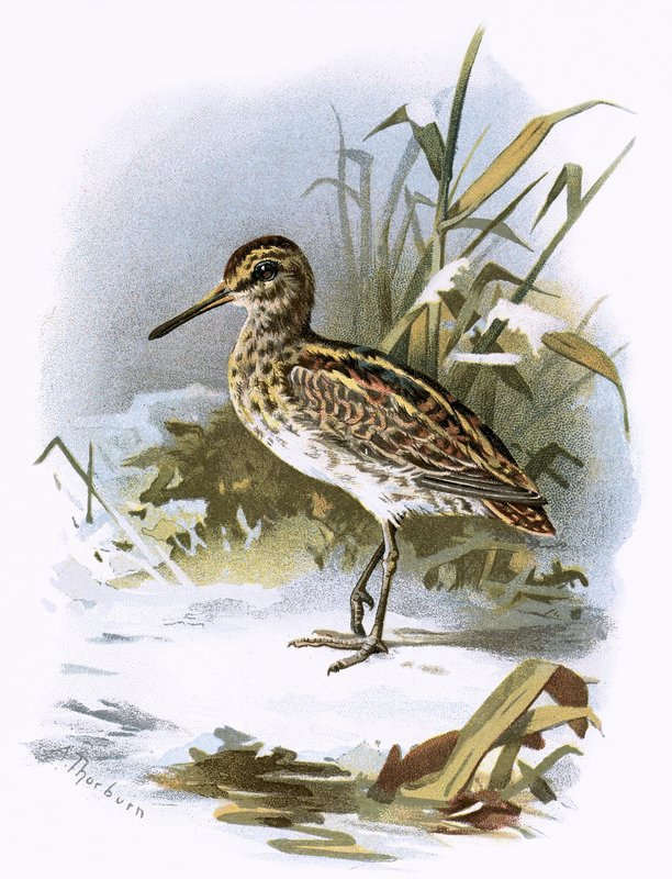 Jack Snipe autorstwa English School