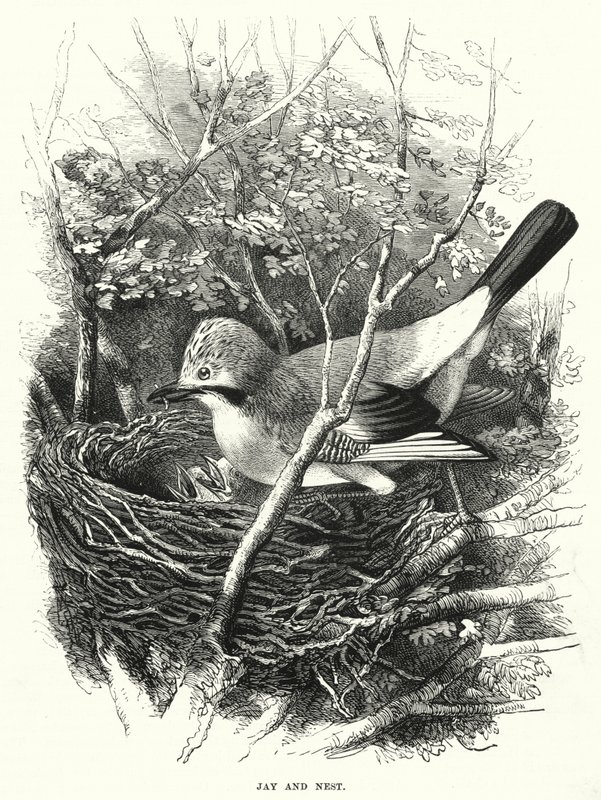 Jay i Nest (grawerunek) autorstwa English School