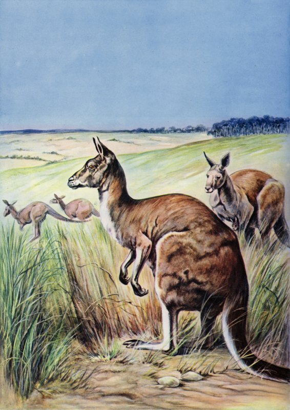 Kangury, Australia (kolor lito) autorstwa English School