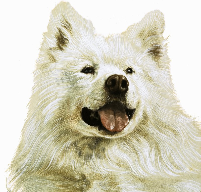 Keeshond autorstwa English School