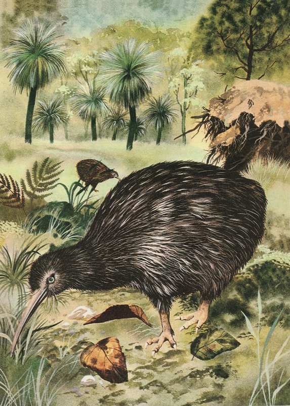 ptak kiwi autorstwa English School