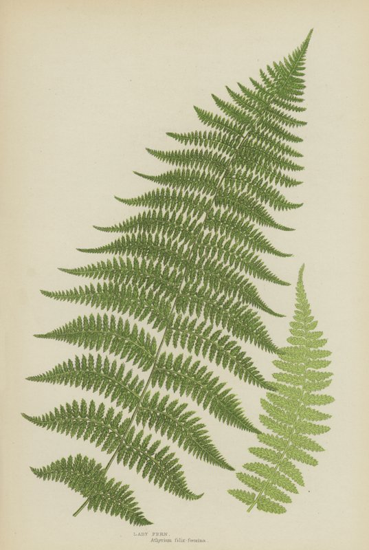 Lady Fern (kolor lito) autorstwa English School