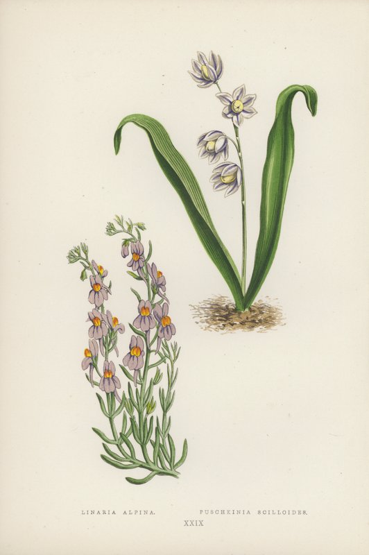 Linaria Alpina; Puschkinia Scilloides (kolor lito) autorstwa English School