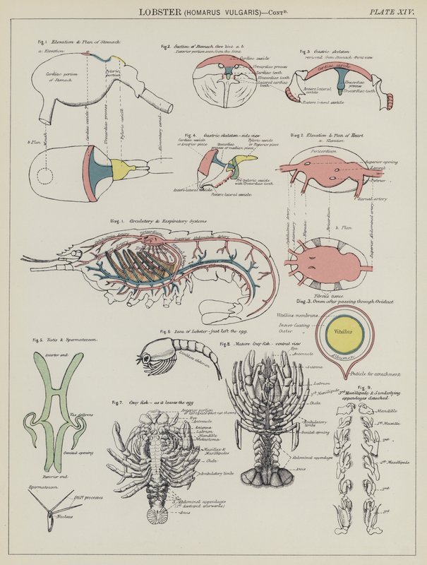Homar, Homarus Vulgaris (kolor lito) autorstwa English School