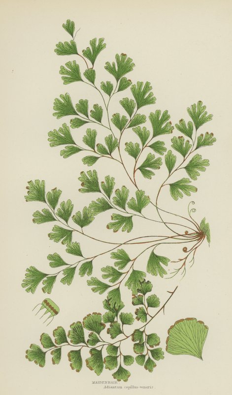 Maidenhair (kolorowa litografia) autorstwa English School