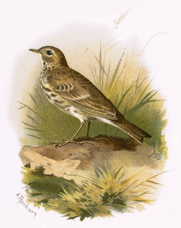 Łąka Pipit autorstwa English School