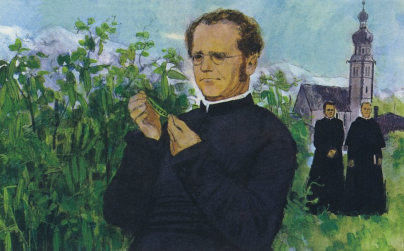 Mendel studiuje w klasztorze autorstwa English School
