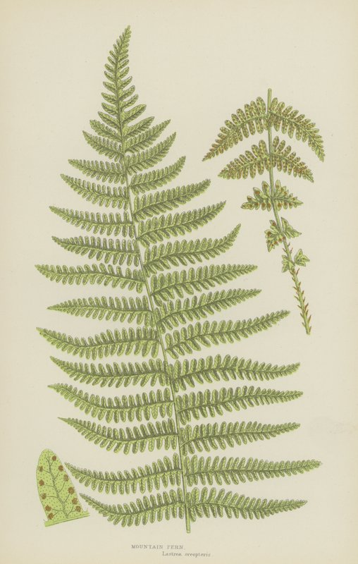 Paproć górska (kolorowa litografia) autorstwa English School
