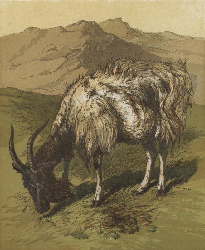 My Billygoat (kolorowa litografia) autorstwa English School