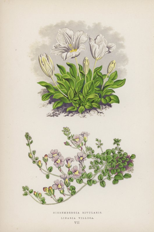 Nierembergia Rivularis; Linaria Villosa (kolorowa litografia) autorstwa English School