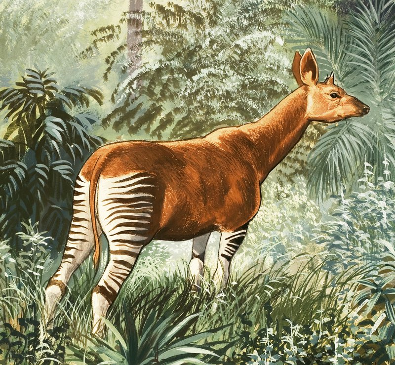 Okapi autorstwa English School